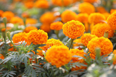 amkdseeds marigold/gende ka phool flower seeds Seed(50 per packet)
