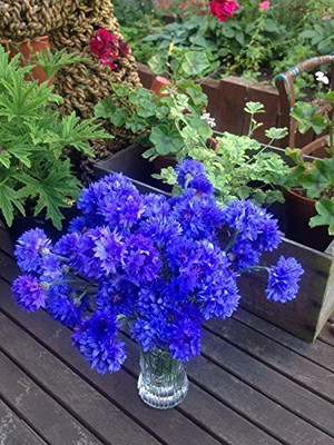ACCELCROP Cornflower Hybrid Seed(70 per packet)