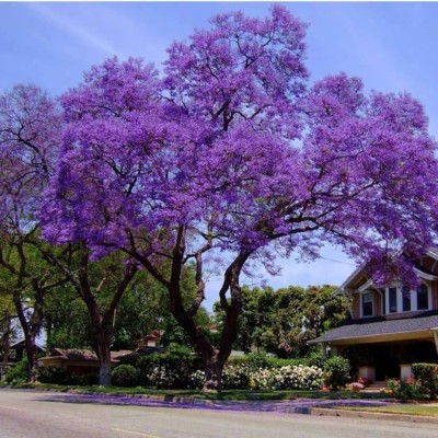 SHOP 360 GARDEN Jacaranda Mimosifolia, Blue Jacaranda, Neeli Gulmohur Tree Seeds For Planting Seed(50 per packet)