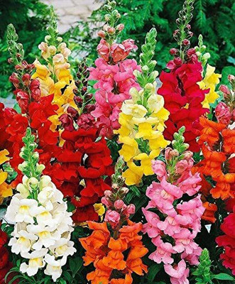 KANAYA Antirrhinum Majus Flower Seed(30 per packet)