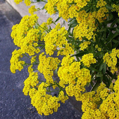 CYBEXIS Yellow Garden Yard Carpet Chrysanthemum Seeds Seed(25 per packet)
