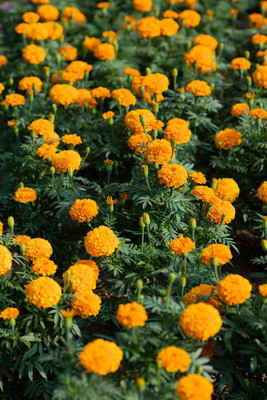 FARMBLESSING marigold/gende ka phool flower seeds Seed(25 per packet)