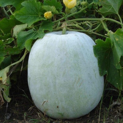 Lorvox Ash Gourd Seeds for Home and Kitchen and Vegetable Gardening Seed(27 per packet)