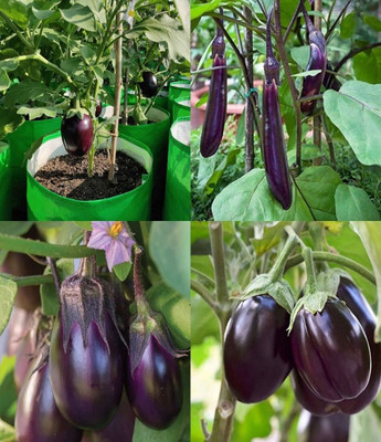 ibains F1 hybrid brinjal seeds beez 37 Seed(67 per packet)