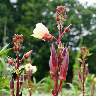 SREE lady finger seeds/bhindi seeds/okra seeds/hybrid lady finger Seed(100 per packet)