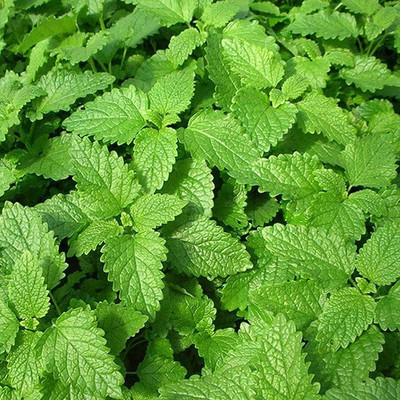 CYBEXIS Hybrid Mint Seeds Perennial Multi-Functional Fragrance2800 Seeds Seed(2800 per packet)