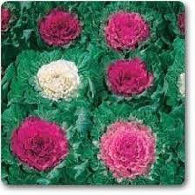 KANAYA Kale Flower Hybrid Seed(10 per packet)