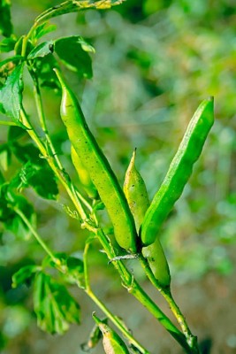 Jignishaseeds Guvar Seeds, klastar beens beej, Cluster Beans Seeds, Vegetable Seeds Seed(50 per packet)