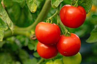XOLDAA tomato Seed(100 per packet)