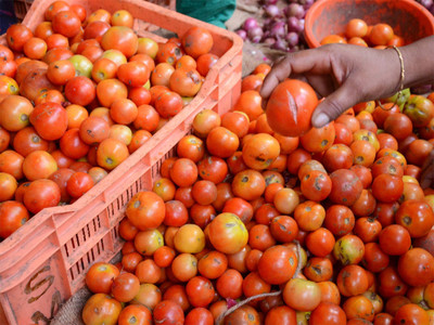 KNESSiN N.S. 815 Tomato Seed(1250 per packet)