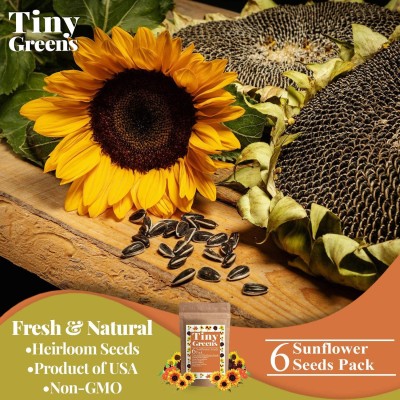 CYBEXIS NDIR-17 - Autumn Beauty Lemon Queen Mexican Sunspot Wild Sunflower (1350 Seeds) Seed(1350 per packet)