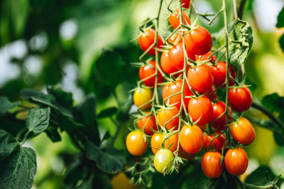 Raunak tomato Seed(95 per packet)