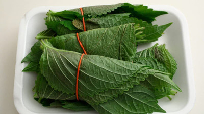 VibeX ATS-16 - Korean Shiso (Perilla) - (750 Seeds) Seed(750 per packet)
