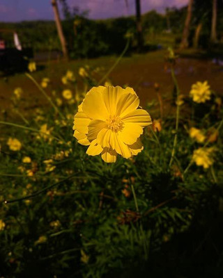 Aywal Cosmos Hybrid Flower Seed(70 per packet)