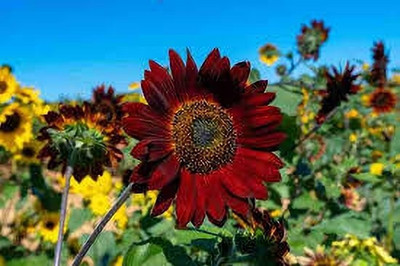 Clint RED SULFLOWER Seed (40 per packet) Seed(40 per packet)