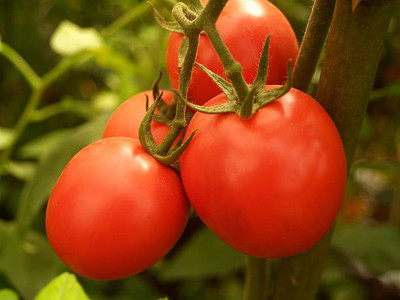 KEROS tomato Seed(55 per packet)