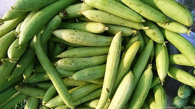 KANAYA Long Sponge Gourd Seed(10 per packet)
