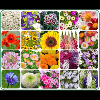 ibains Flower garden bees Seed(41 per packet)