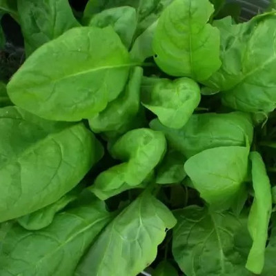 Aro Spinach, Palak Seed(10 per packet)