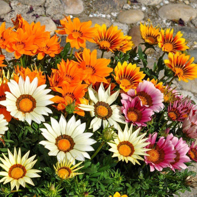 CYBEXIS Gazania Sunshine Mix Seeds - Gazania rigens - Seed(50 per packet)