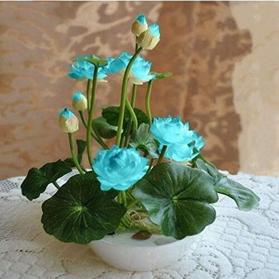 Qualtivate GBPT-4A Rare Varieties Bowl Lotus Seeds Seed(25 per packet)