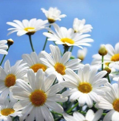 CYBEXIS LXI-56 - High Germination Rate Chrysanthemum - (90 Seeds) Seed(90 per packet)