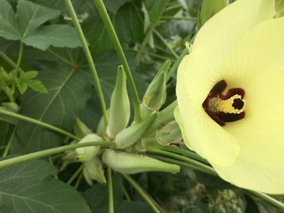 Qualtivate XXX-1A WHITE VELVET OKRA Seed(350 per packet)