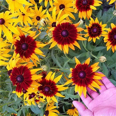 CYBEXIS NDIR-51 - Chrysanthemum yellow Rare Exotic Flower - (90 Seeds) Seed(90 per packet)