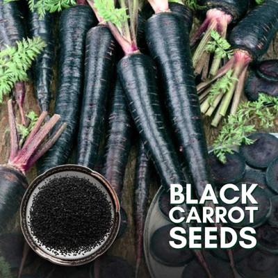 Cloud Farm carrot400 Seed(500 per packet)