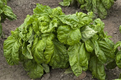 VibeX ® VMR-11 Basil Napoletano Ocimum basilicum Seed(1000 per packet)
