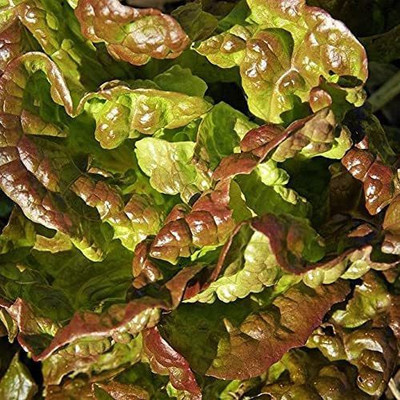 VibeX ® XXL-739 Bronze Mignonette Butterhead Lettuce Seeds Seed(200 per packet)