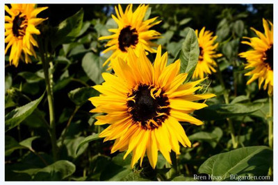 Mozette Exotic sunflower Seed(39 per packet)