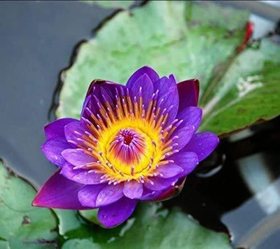 DIVINE ®EF- Mixed Color and Hybrid Flower Seeds -0A61 Seed(20 per packet)