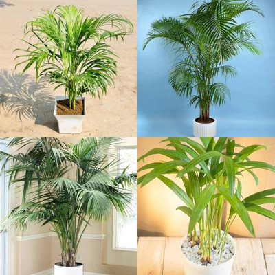 ibains Areca palm indoor live plant seeds biij 13 Seed(13 per packet)