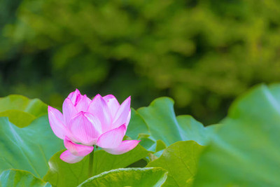 Tastism lotus,kamal seeds Seed(12 per packet)