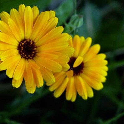 Lorvox Calendula Mix Flower Seed(104 per packet)