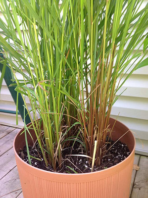 Aywal Lemon Grass Herbs seeds for home garden Seed(85 per packet)