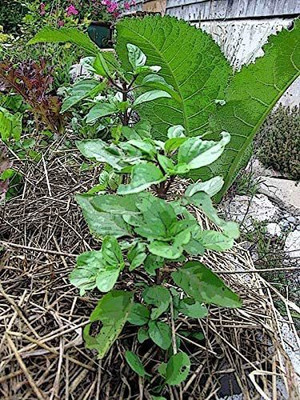 VibeX ® VXI-81 Thai Holy Basil Seeds Seed(1000 per packet)
