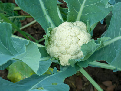 seedkart white cauliflower,gobhee seeds Seed(40 per packet)