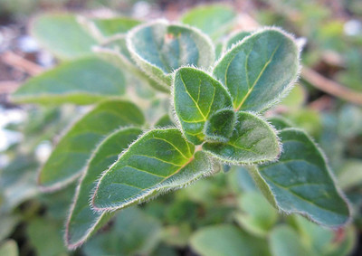 CYBEXIS XLR-74 - Greek Oregano Culinary Herb - (1350 Seeds) Seed(1350 per packet)