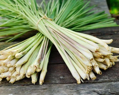 XYGEN लेमन ग्रास/Lemon grass (Cymbopogon citratus) Seed(300 per packet)