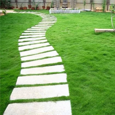 BJUBAS American grass seeds for lawn PACK OF 5200 Seed(5200 per packet)