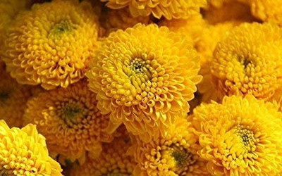 CYBEXIS Chrysanthemum Seeds Yellow Seed(1 g)