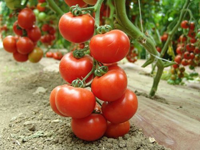 CYBEXIS Pusa Hybrid 1 Hybrid Tomato2000 Seeds Seed(2000 per packet)