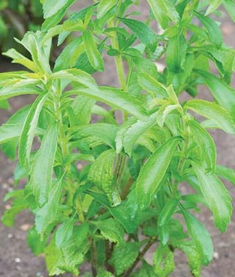 KNESSiN STEVIA REBAUDIANA[400 Seeds] Seed(400 per packet)