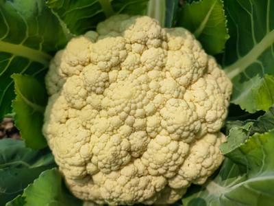 SOWCAN white cauliflower,gobhee seeds Seed(25 per packet)