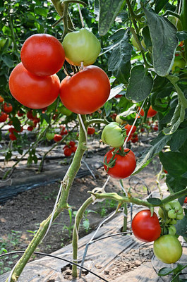 ginnienterpris tomato Seed(75 per packet)