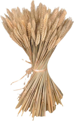 Biosnyg Easy to Grow Hard White Wheatgrass Seeds Great for Microgreens-(20000 Seeds) Seed(20000 per packet)