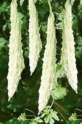 CRGO KARELA , BITTERGOURD Seed(15 per packet)