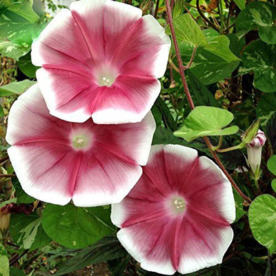 CYBEXIS Wine Red Garden Morning Glory Seeds Seed(1 g)